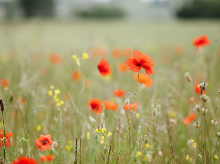 levy-brettgraham-farm-visit-190525-1456 (1).jpg